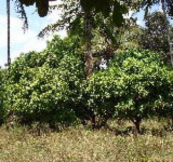 6 acres land for Sale Mombasa