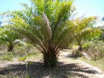 Good Priced Land Plot Ko Lanta Yai