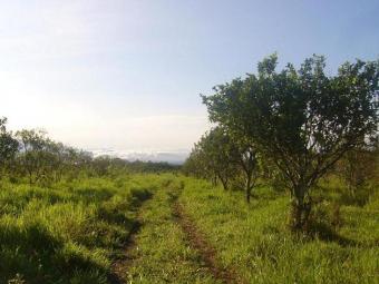  Invest , buy states in Panama! Chiriqui