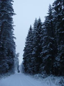 Beautiful forest property Plavinas