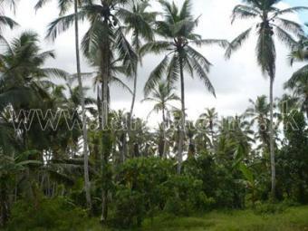 Nearly 2 Acres Land at Gampaha Minuwangoda