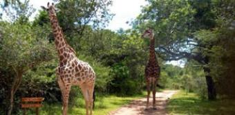 Vacant Land in Game Reserve Hluhluwe