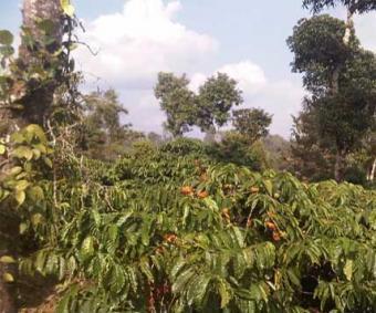 Coffee plantation in Wayanad Wayanad