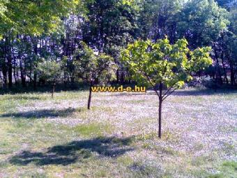 Development by DANUBIA ESTATE Balaton