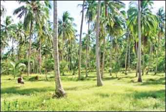 coconut estate Brampola