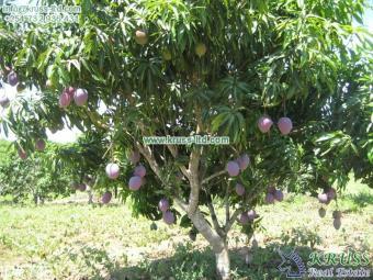 Ref 745- 30 acres farm land Mtwapa