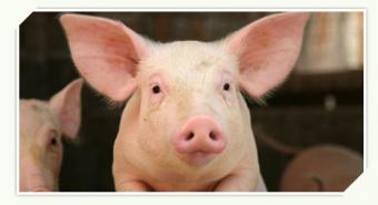 Serbia - Pig farm for sell Novi Sad