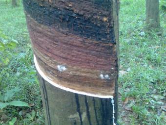 Land with Rubber Kalutara