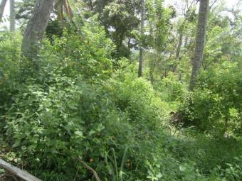 LAND FOR SALE- Digana Village Digana