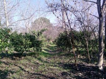 GARDEN FOR SALE IN TURKEY Ayd�n