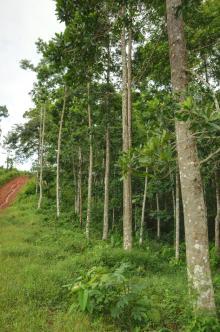 Profitable Forestry Project Pital