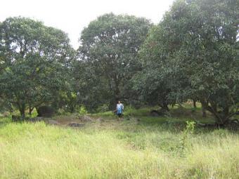 63mangotrees in hectare lot Pampanga