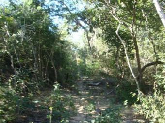 13200 ha farm timber Brazil Pil�o Arcado