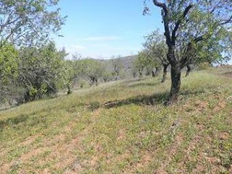 ref 2007-finca 8000m2 Malaga