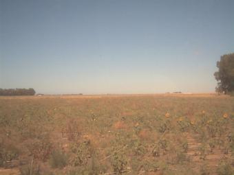 530 ha fertile land Pcia Buenos Aires