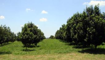 Macadamia Orchard for sale. Asuncion