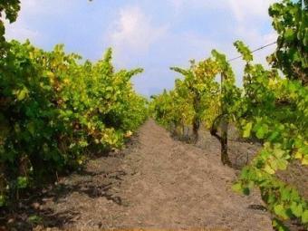 Vineyard 1.111 dka- Targovishte Popovo  Targovishte