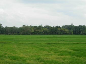 Land for sale close to a paddy Kosgama