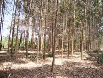10 Acre Land for Lease Oyugis