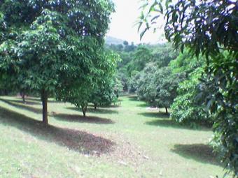 Mango Farm and Forest Reserve Cebu City