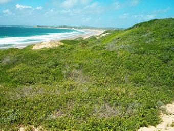 Invest in Tofo, Inhambane Praia Do Tofo