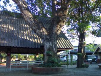 Land 1-2-65 Rai for Sale 46 Mil. Chiang Mai