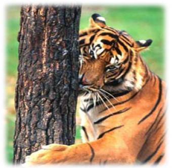 land sale in kanha nantional pek Baihar