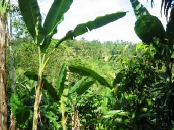 Payangan Ayung riverside estate Ubud
