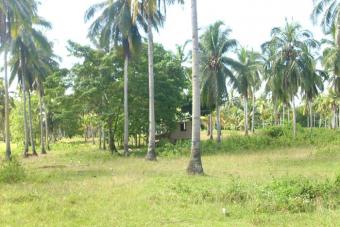 mambago-B, Bertulfo 8000