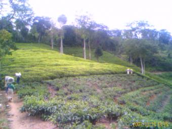 lush tea estate closer to kandy, Gampola