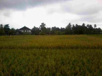 LAND IN MENGWI FOR SALE Mengwi