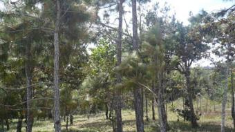Charming parcel of land Panama City