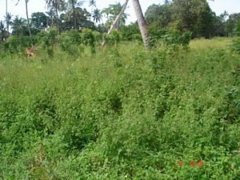 BEACH PLOTS AND LANDS IN MOMBASA Mombasa,malindi