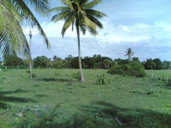 Land for sale in phanburi 77160