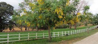 big ranch 4500 hectareas Guanacaste