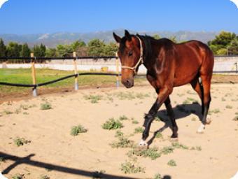 VETERINARY CLINIC FOR SALE Cagliari