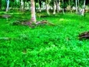 Land near to Wadduwa town Wadduwa, Western