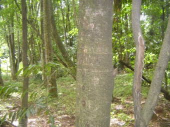 LAND FOR YOU  on  LOMBOK  ISLAND Mataram