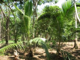 Airport Road - 0.13 Acre - Lot 1 Utila