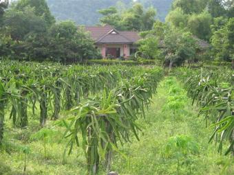 Farm & House KhonSan. Khon San