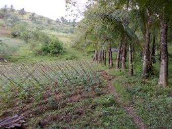Lot in Looc Surigao Surigao City