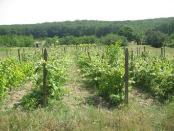 Vineyards for sale Novi Pazar