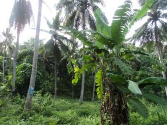 MIRIGAMA LAND FOR SALE Mirigama