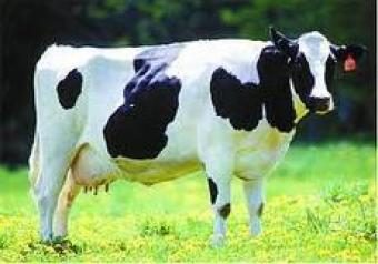 Farm for sale in Higuey. Do. Rep Higuey