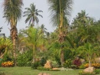 Diamon zone fields sale Acapulco