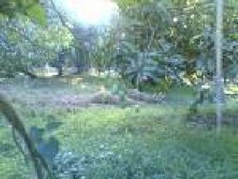 Mango Orchard Near Lakeshore Mexico