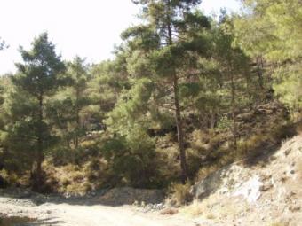Land for sale Pelendria