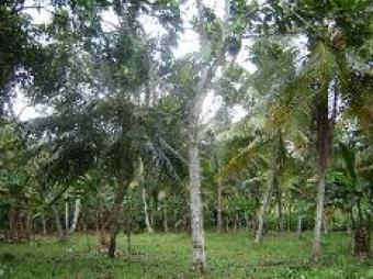 A land for sale Malwana