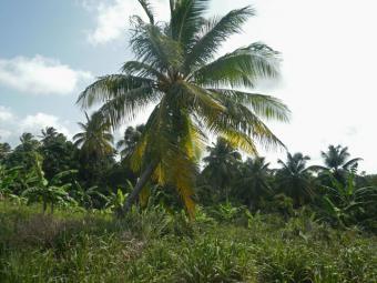 beautiful property in Dominica Calibishie