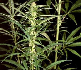 Net profit � 400,000, - p.j. wit Lelystad